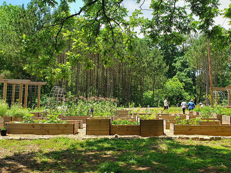 Food Forest at Browns Mill's community garden.