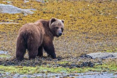 Conservation for Culture: Alaska’s Glacier Bay Preserves More than a Park