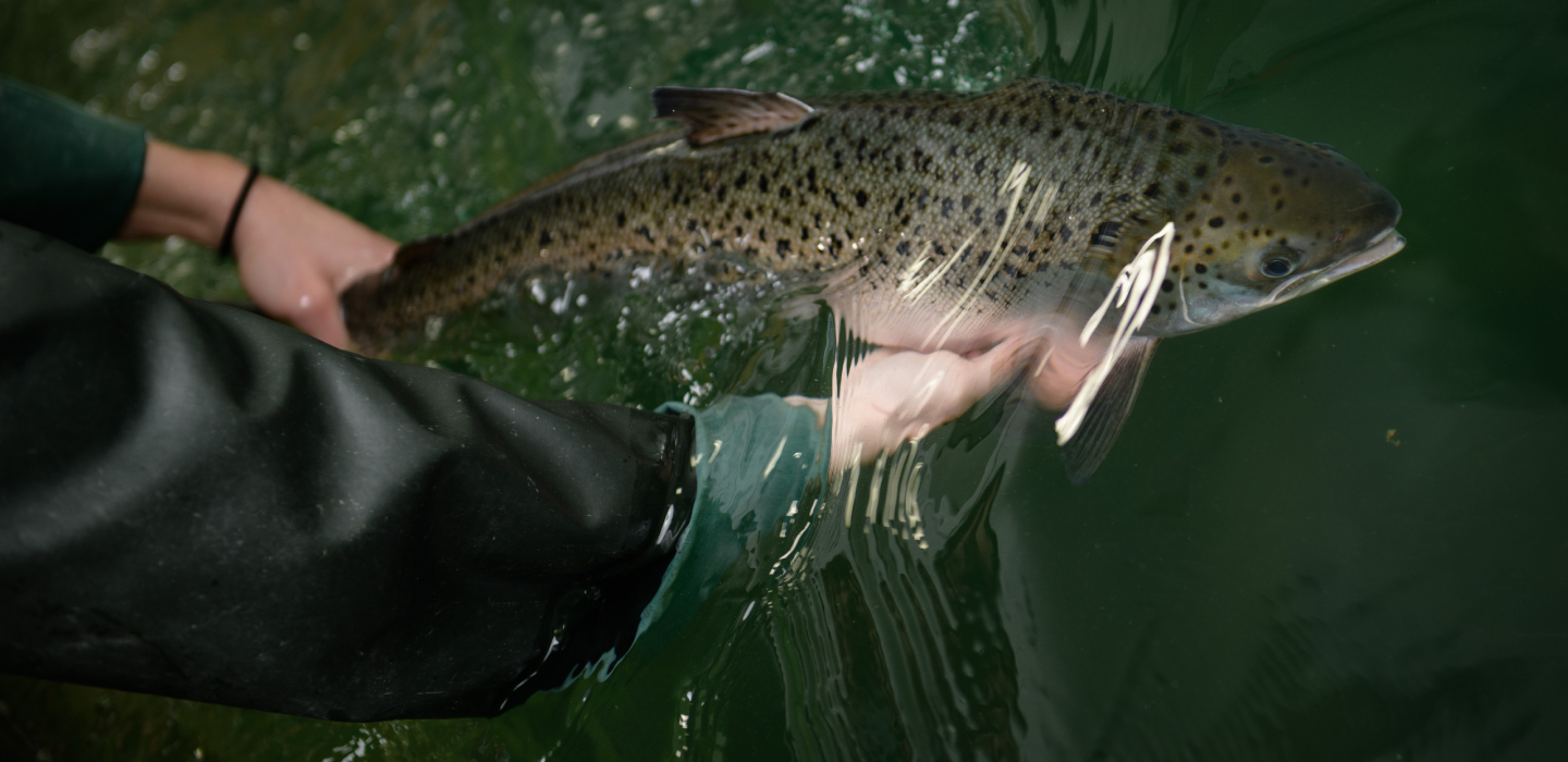 Two arms reach into the water and pull a salmon half out