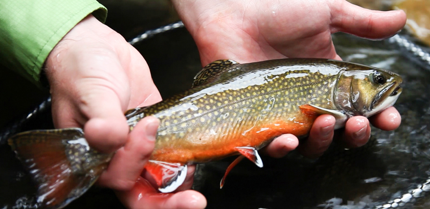 A closeup photograph of someone holding a single, young brook trout