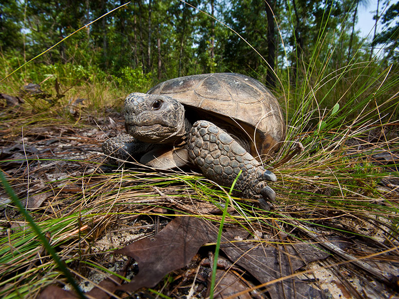 Gopher tortoises are considered a keystone species because of their commensal burrows, benefitting wildlife such as the threatened eastern indigo snake, eastern cottontails, gopher frogs, burrowing owls, and many other species.