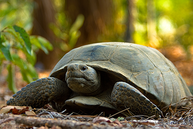 Protecting the Gopher Tortoise along Georgia’s Coastline