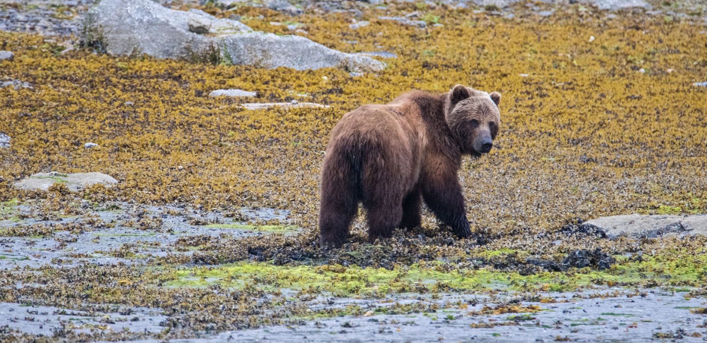 A single brown bear looks back toward the camera in Alaska