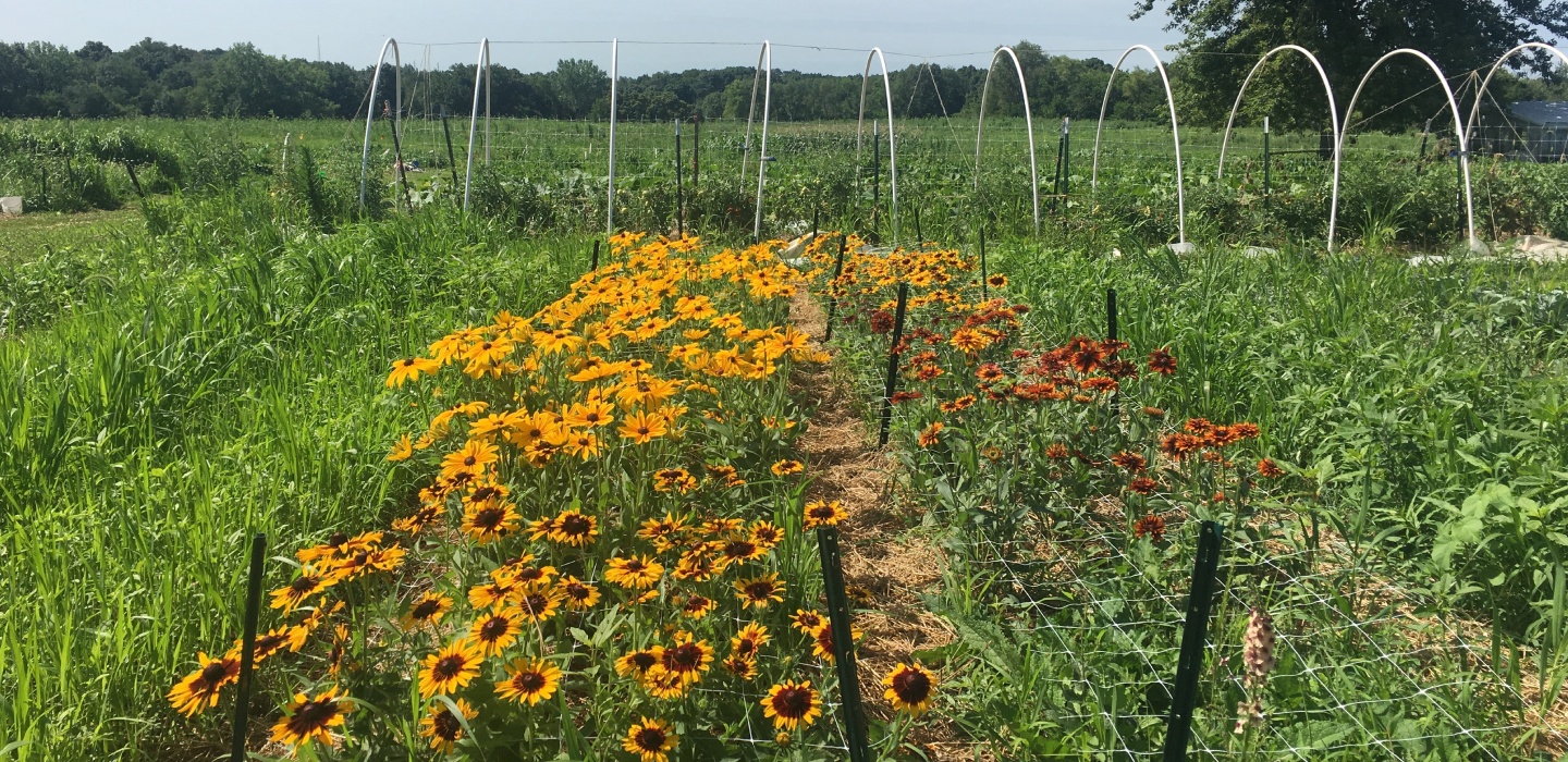 Sunflowers and other flowers are seen growing in a garden