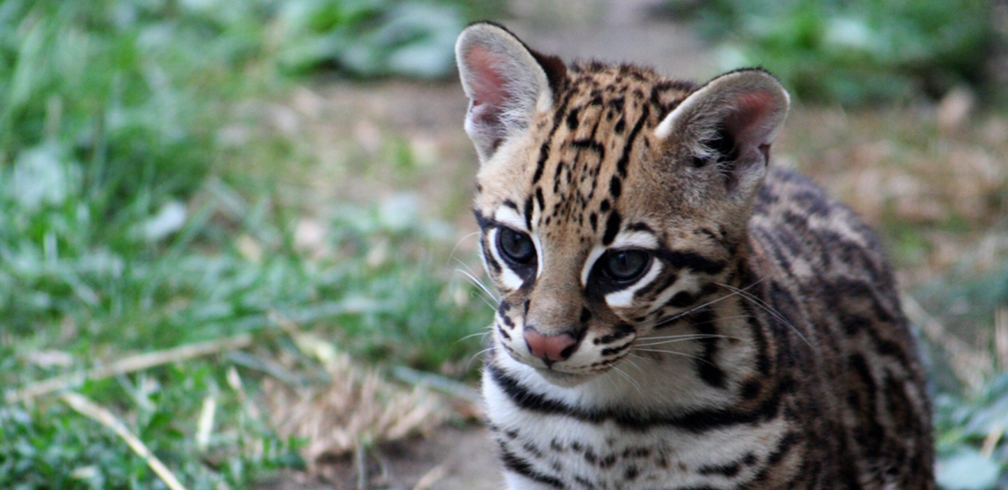 A baby ocelot sitting