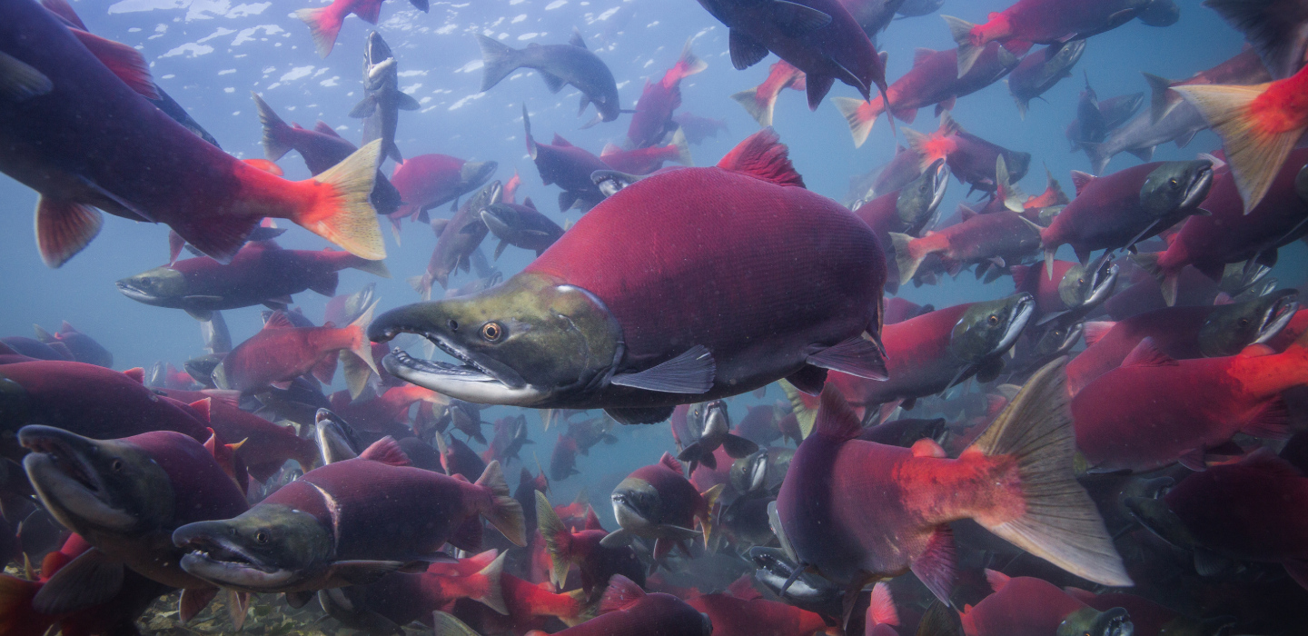 Colorful red fish swim in a school in Alaska