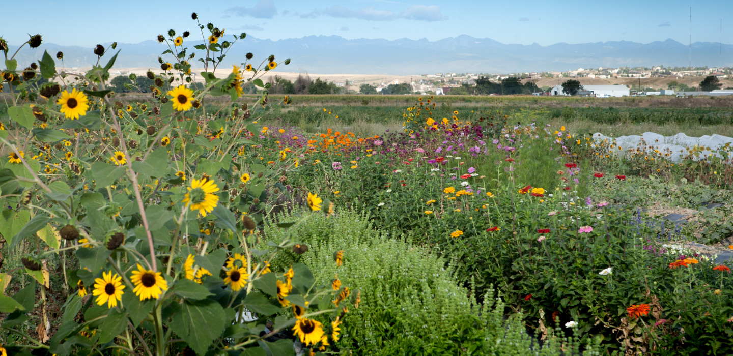 A view of colorful flowers in a field at Splendid Valley
