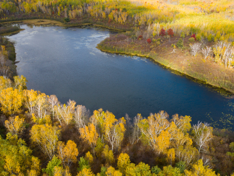 Minnesota's Heritage Forest. 