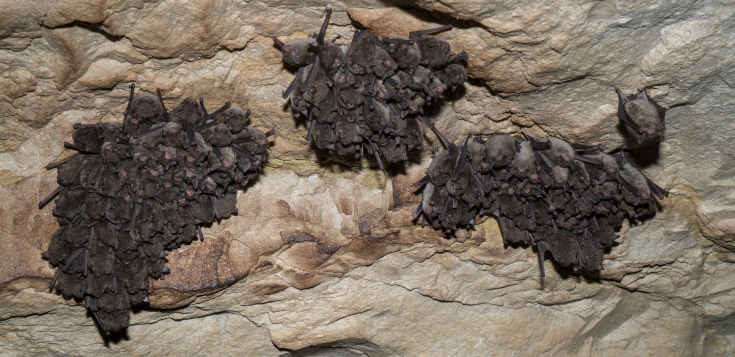 Three bunches of multiple bats hang upside down inside a cave