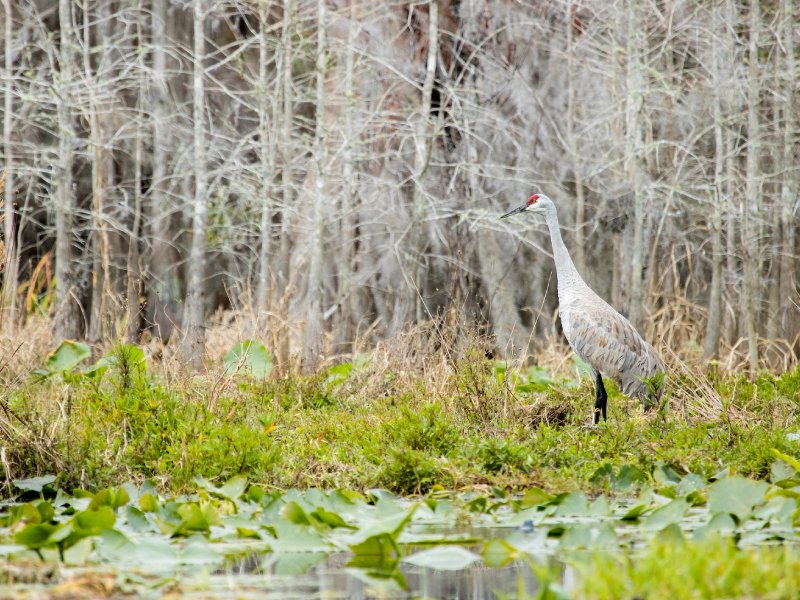 Suwannee River Headwaters Forest – Georgia - The Conservation Fund