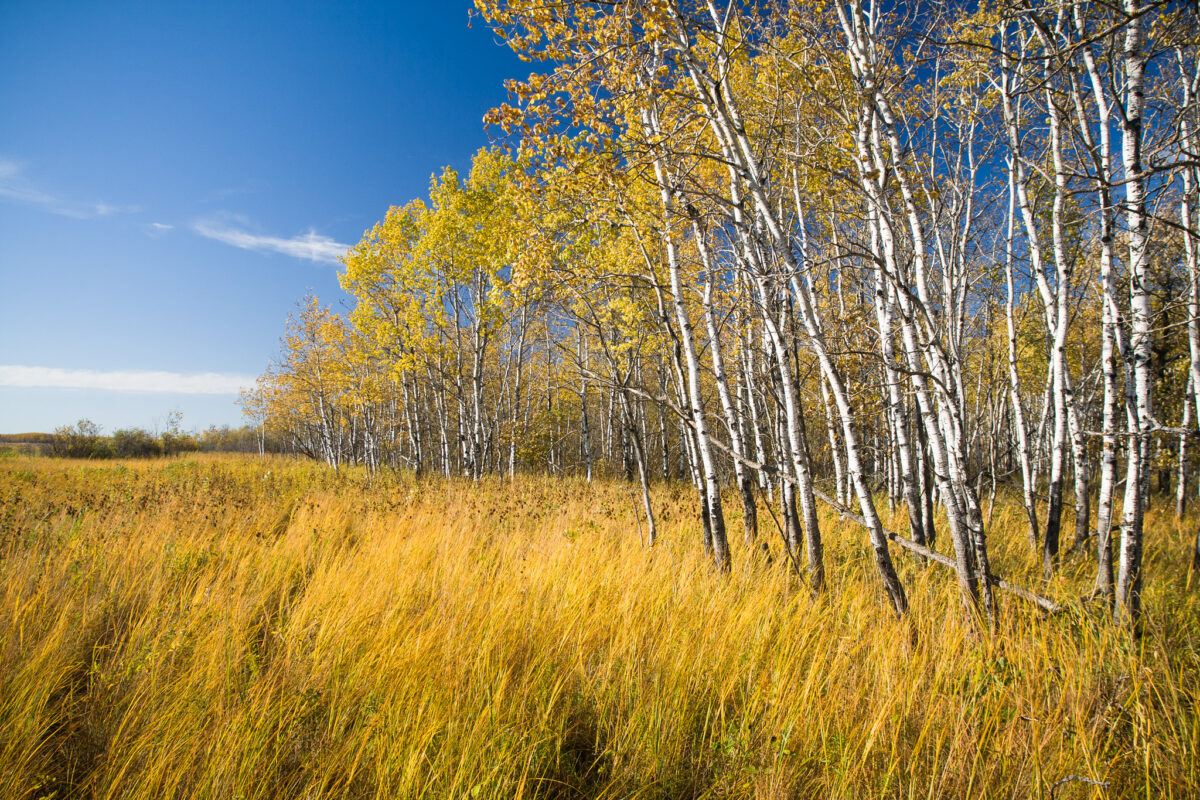 Thin, tall trees with yellow leaves tower over yellow grasses on the ground against a bright, blue sky