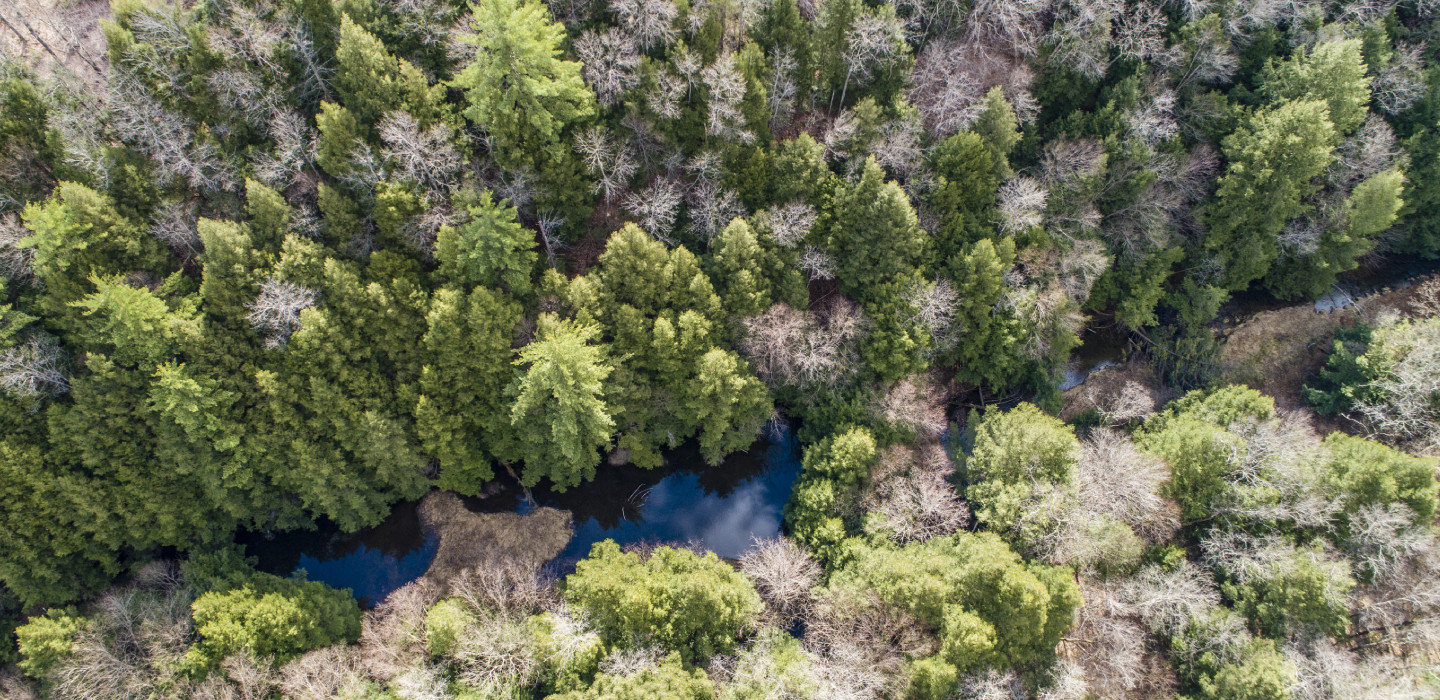 An aerial photograph of trees next to a small river
