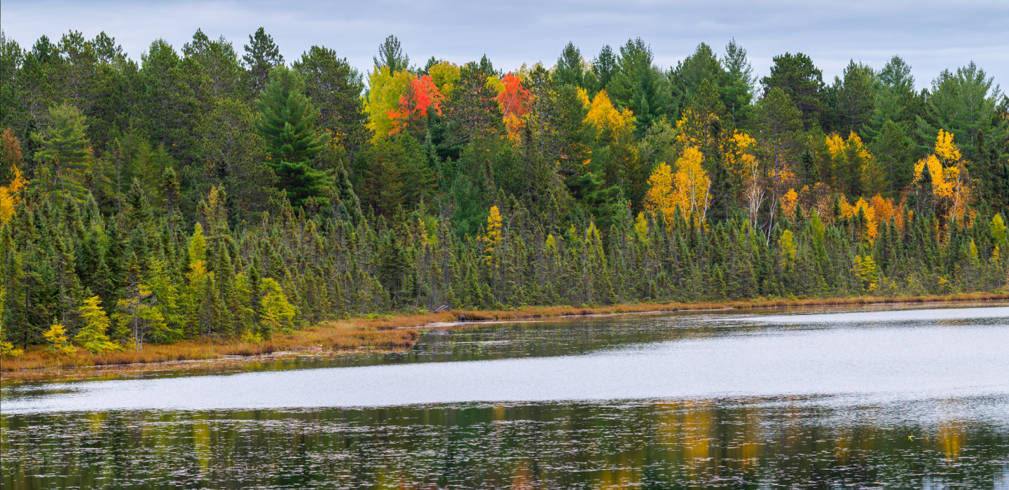 Some trees' fall foliage blooms among many deep green trees behind a body of water