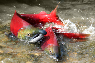 Southwest Alaska Salmon Habitat Initiative