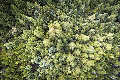 Aerial view of multi-color tree tops.