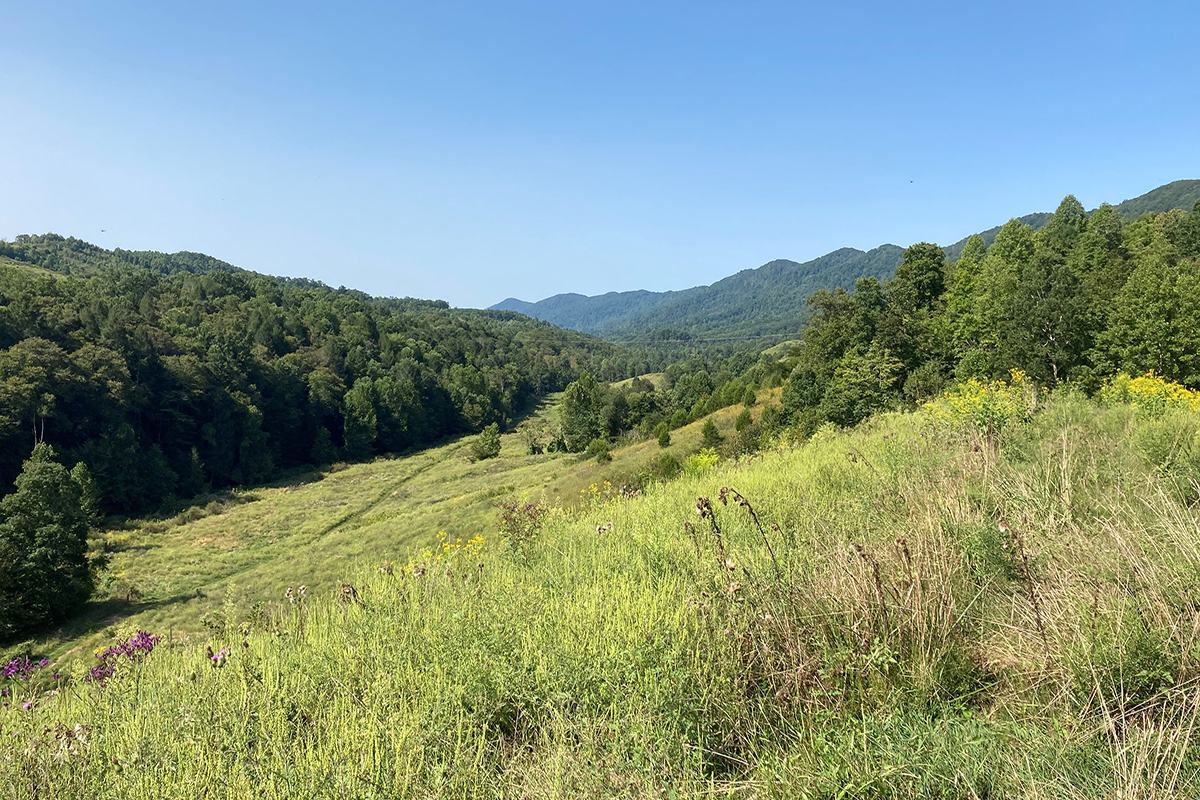 A mountain range view in Tennessee's Cumberland Valley with blue mountains in the background and green trees and grasslands in the foreground.