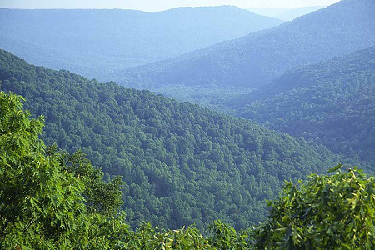 Full green trees fill the mountainsides of a Tennessee valley. The mountains are blue from the fog in the distance.