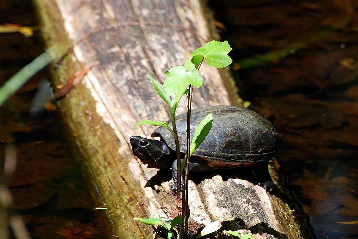 A small black turtle sits on a log next to a green leaf.