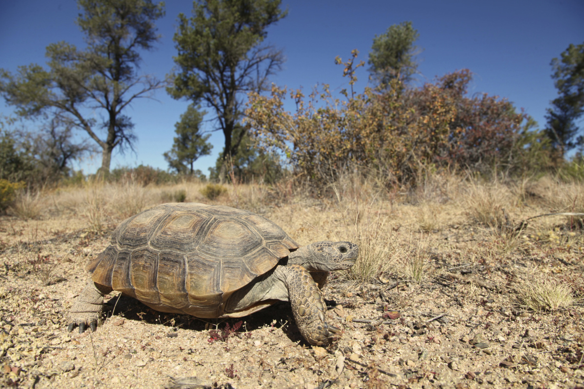 A Bright Future for the Desert Tortoise