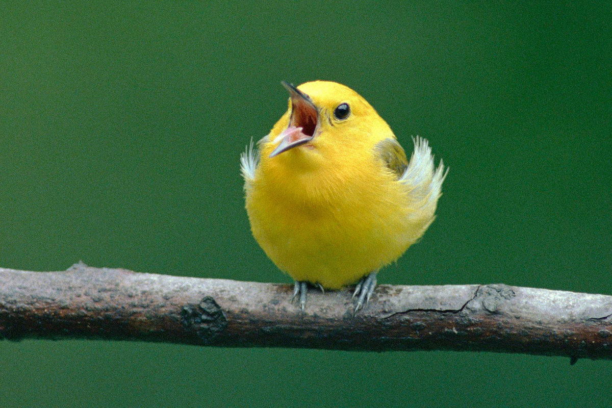 Песни крик птицы