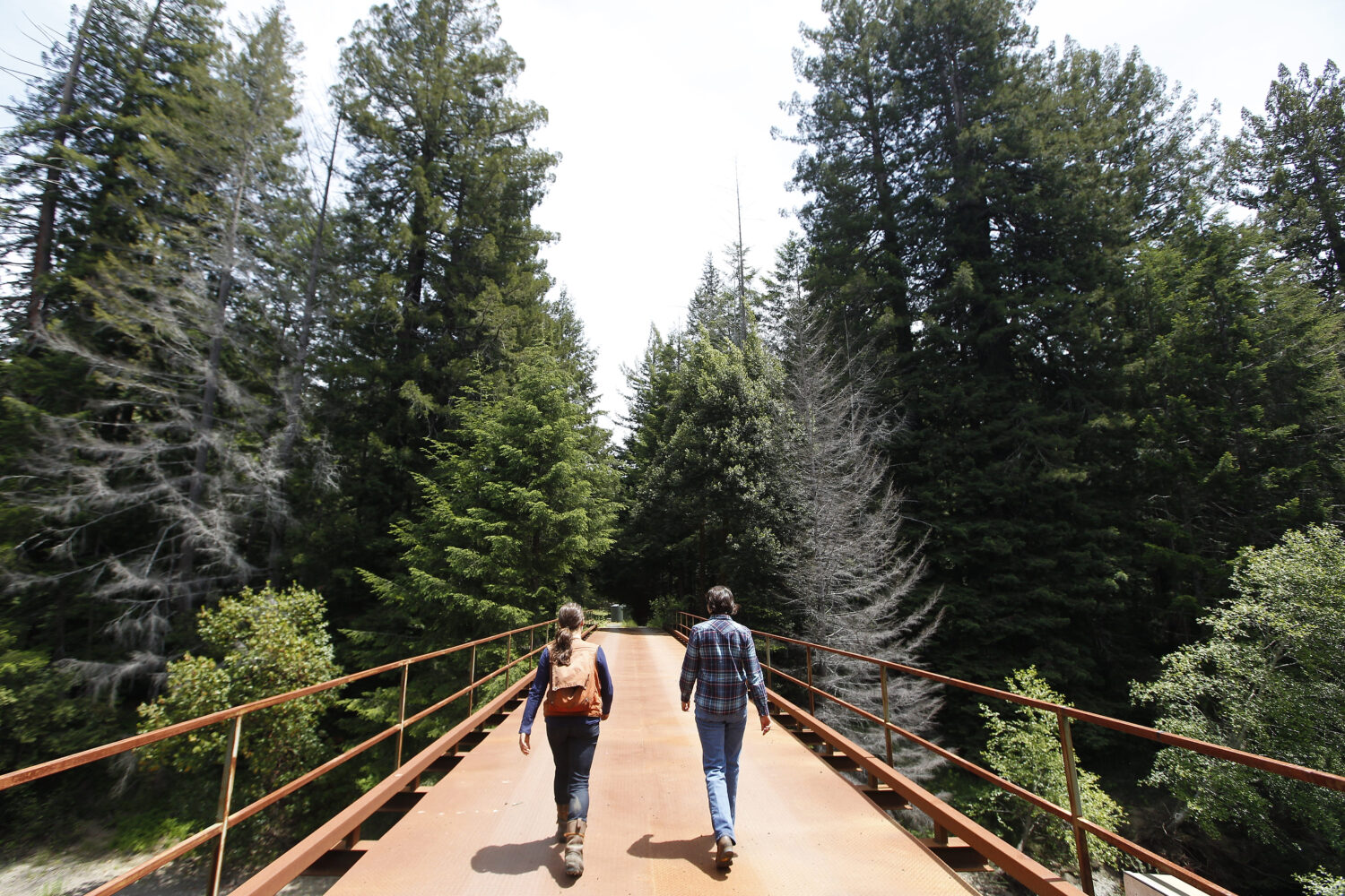 Two people walk across a large bridge between tall, green trees in California's Big River Forest