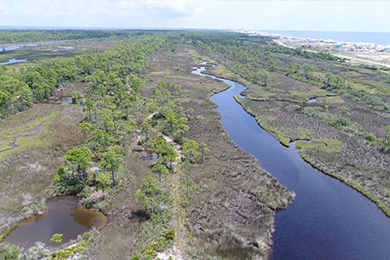 Gulf Coast Oil Spill Restoration Funding Supports Bon Secour National Wildlife Refuge
