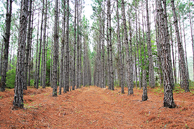 Row of pines in Brunswick Forest, North Carolina