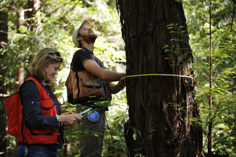 Two foresters inspect a tree in Buckeye Forest