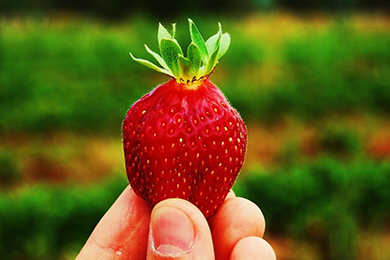 Fingers hold up a bright red strawberry with green top leaves. A blurred out crop row is in the background.