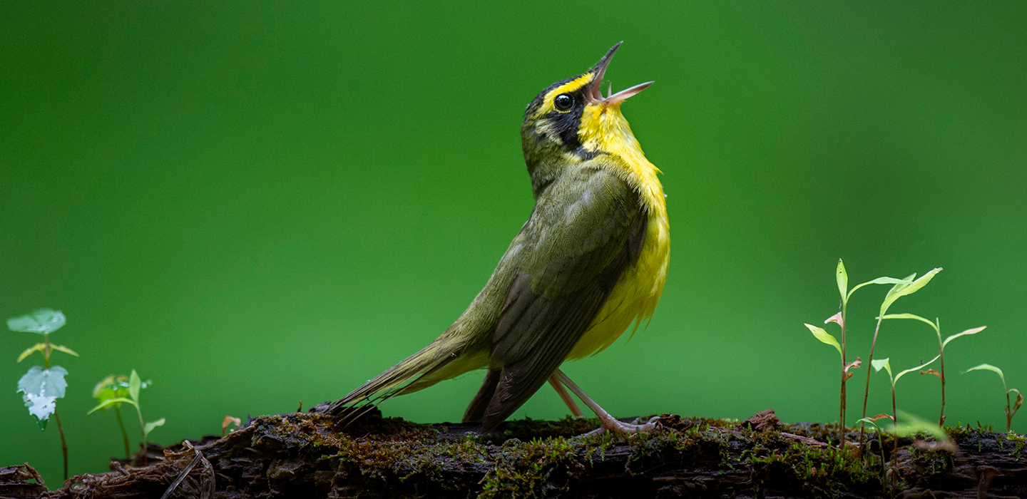 A Kentucky Warbler sings while perched on a log