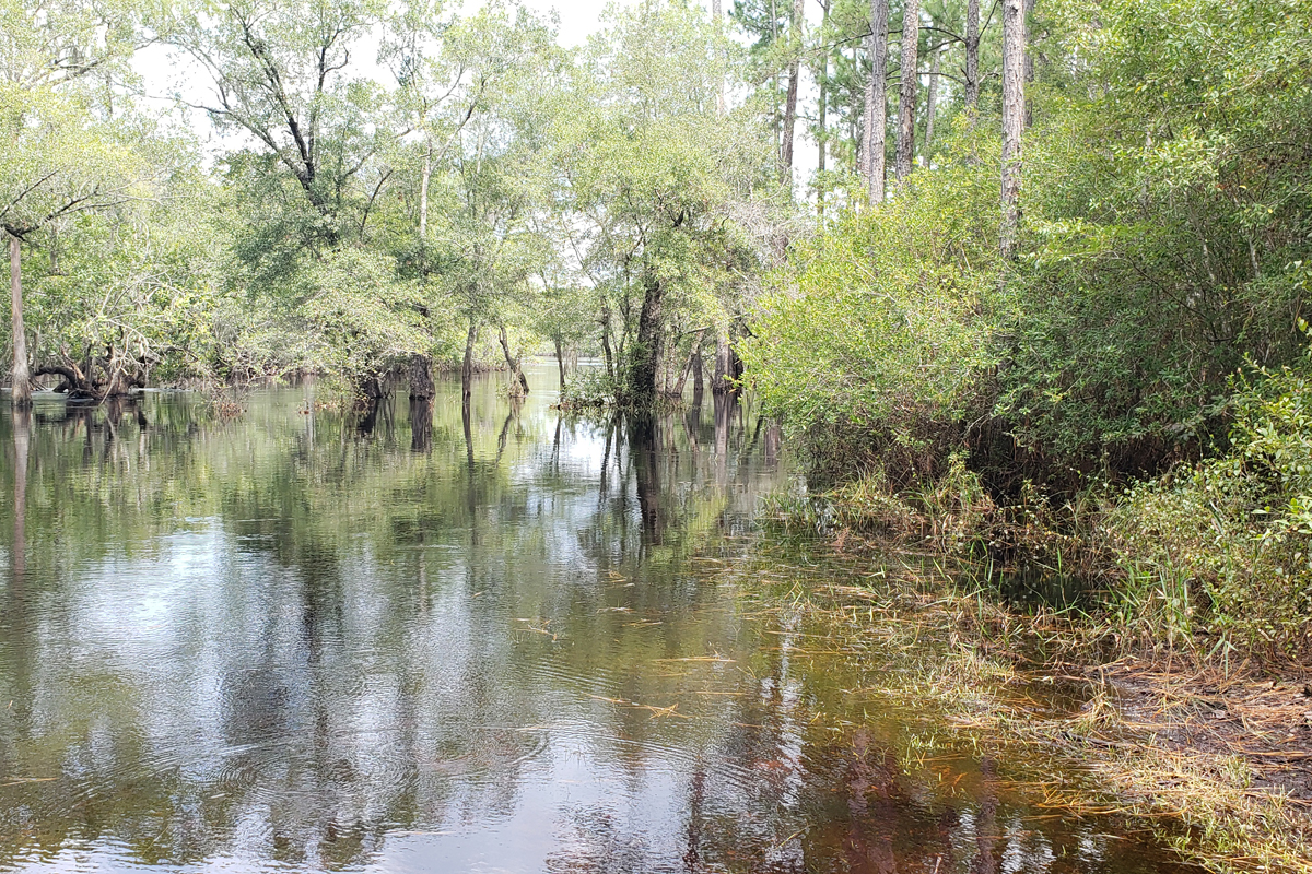 A swampy river surrounded by green trees.