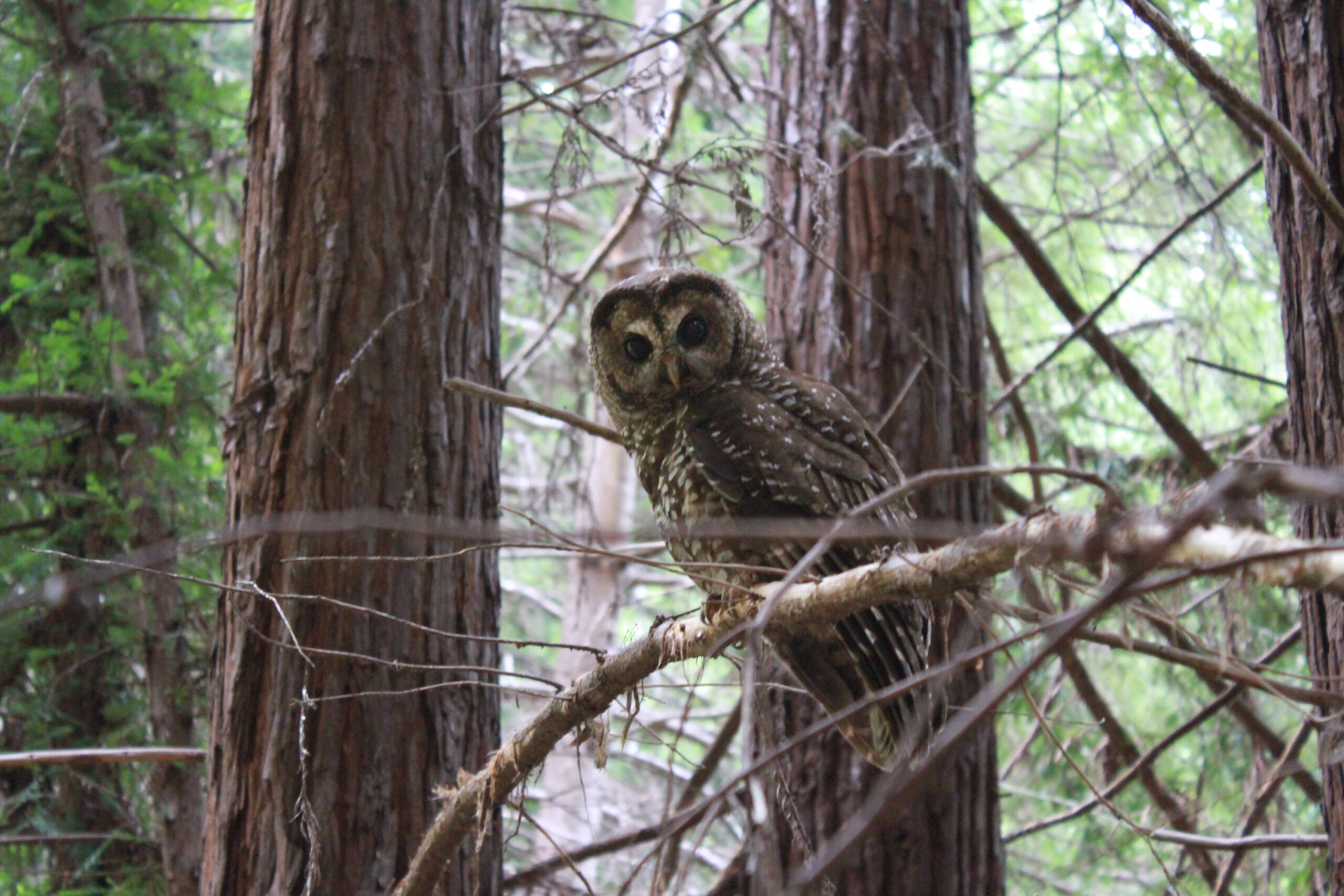 An owl looks directly at the camera through thin tree branches in Garcia River Forest, California