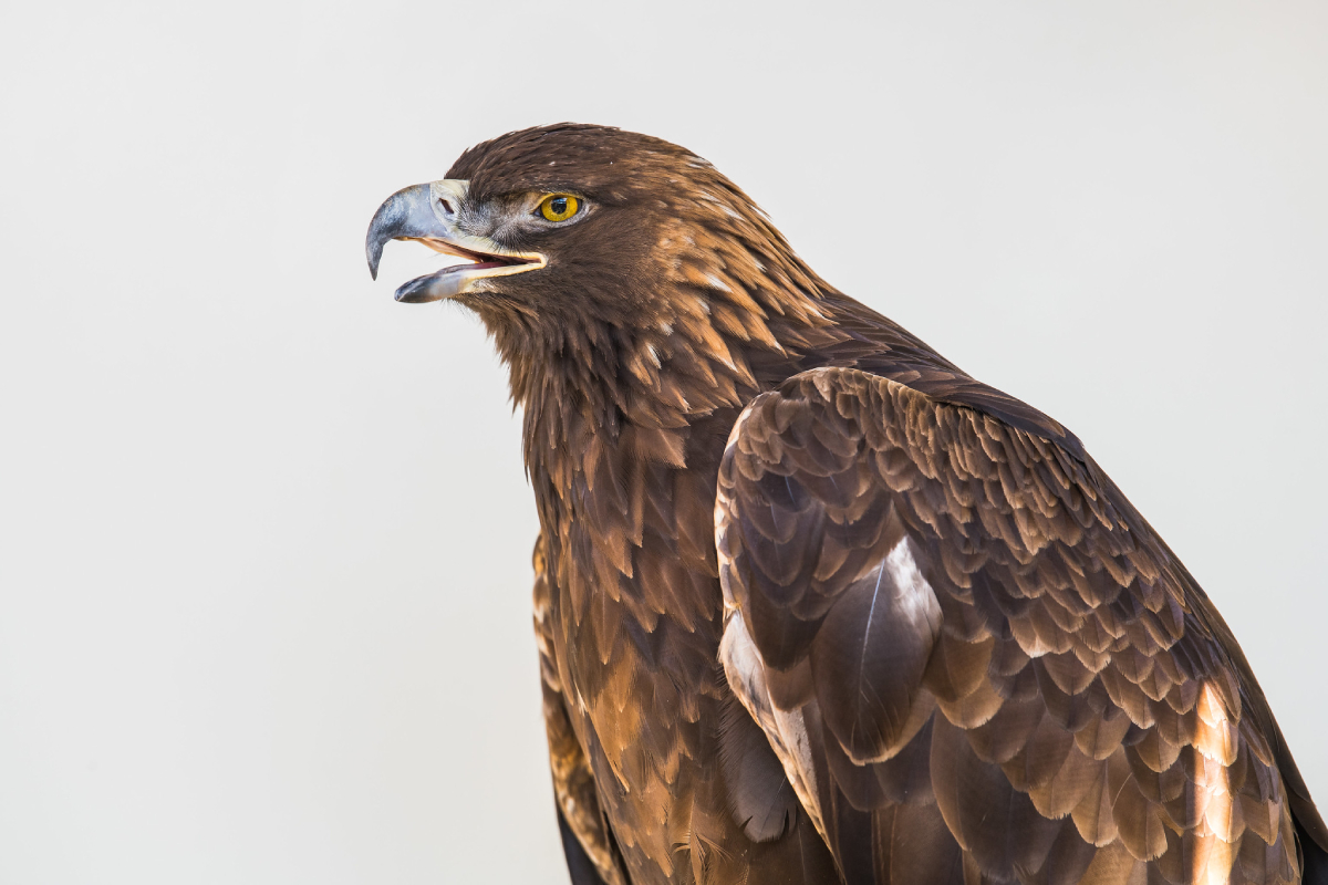 Golden Eagle Mitigation for Wind Energy Projects