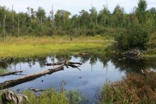 Beaver Pond is within the Perkins Brook watershed, which is one of the two watersheds that provide drinking water to the Town.