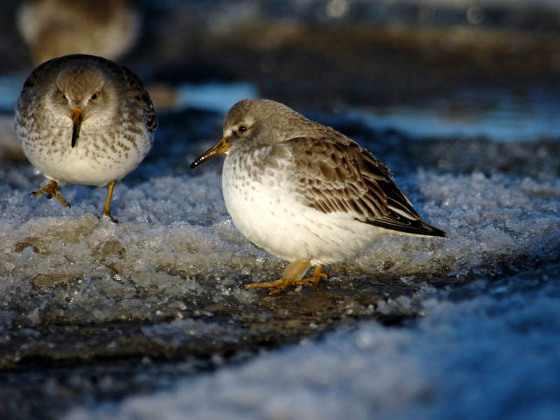 Pribilof Rock Sandpipers roosting along shore-fast ice near the mouth of the Kasilof River, southcentral Alaska. Photo Credit: Daniel Ruthrauff, USGS, Alaska Science Center.