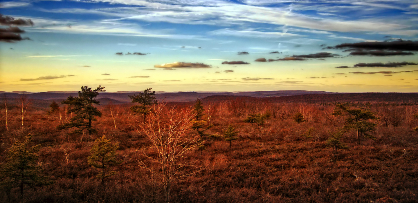 Bare shrubbery in the foreground with a yellow sunset and cloudy skies in the background