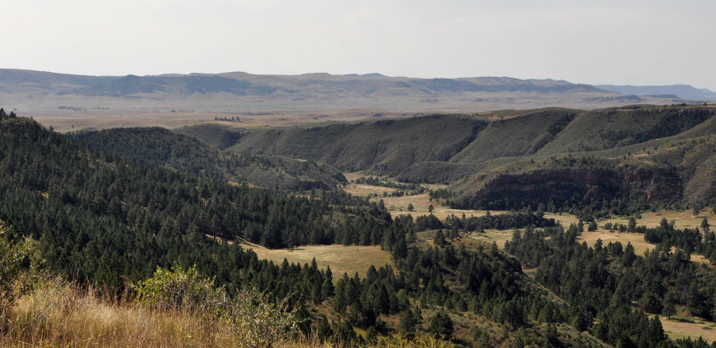 Image of the National Park System's Wind Cave area, showing trees, grasses and rolling hills