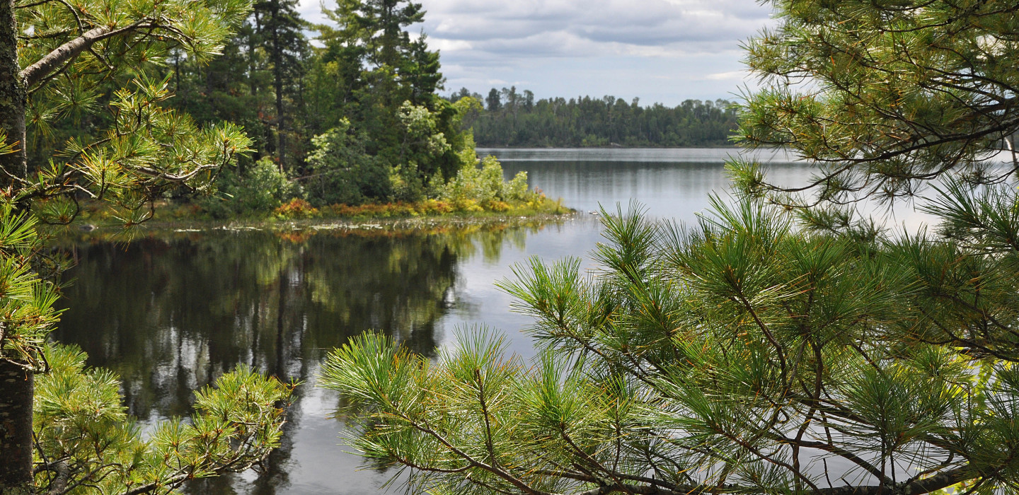 A body of water is seen through needles on a green tree