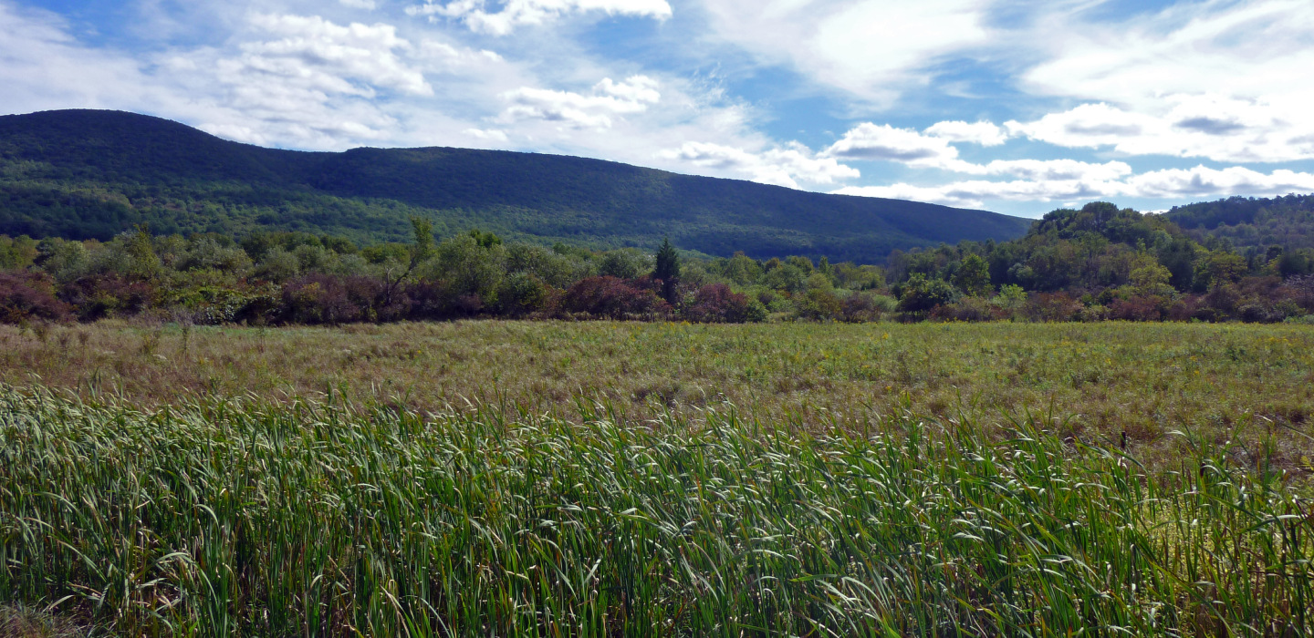 Short grasses with mountains in the background at Cherry Valley National Refuge