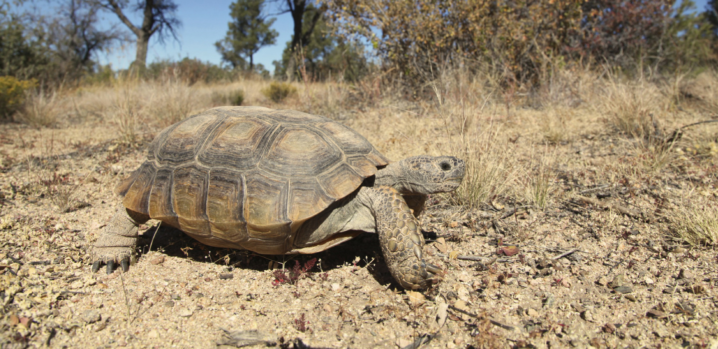 A closeup of a tortoise walking along a dirt path
