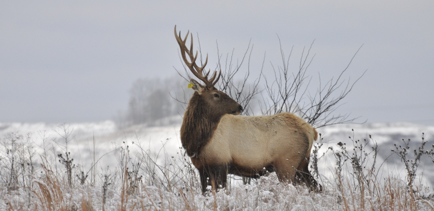 A large elk stands against a snowy backdrop in West Virginia
