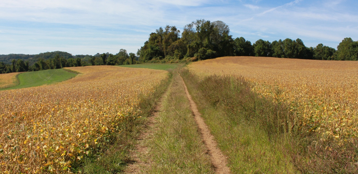 A thin path winds its way through crops at First State National Monument in Delaware