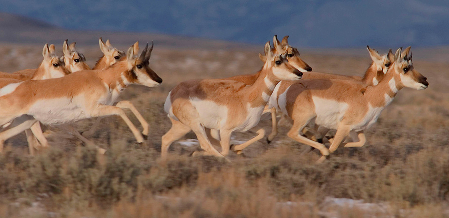 Pronghorn running through brown grasses