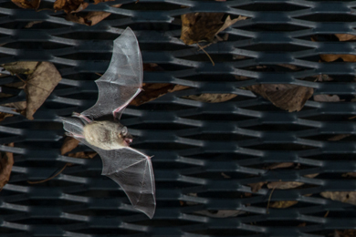 Bat near cave gates at Sodalis Nature Preserve