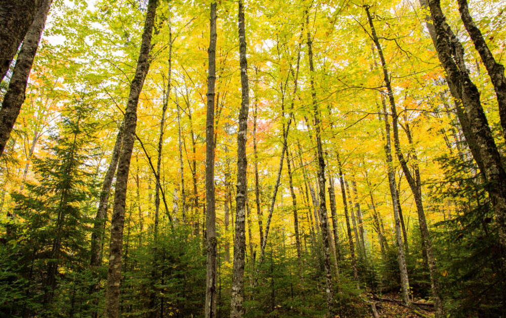 Thin trees with bright yellow leaves
