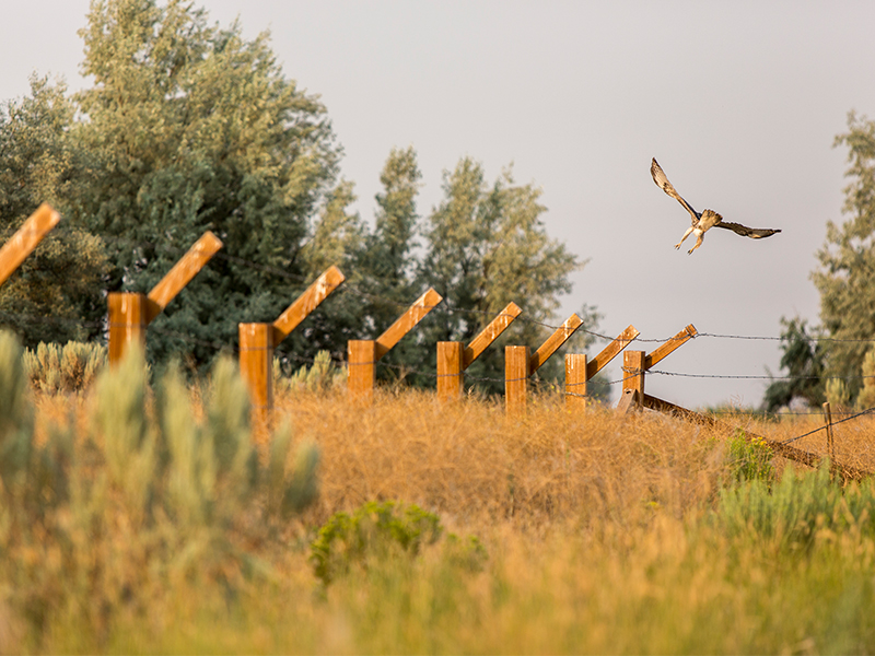 A hawk takes flight from the reproduction barbed wire fence at Minidoka National Historic Site. Photo by Richard Alan Hannon.