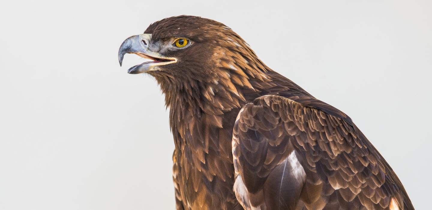 A closeup profile image of a golden eagle against a plain, white backdrop