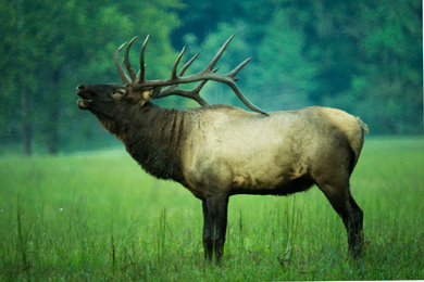 Elk bugling in western North Carolina