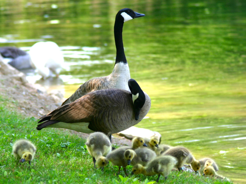 Canada geese with their chicks. Photo credit: Cassey Cambridge