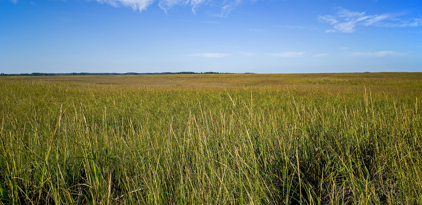 Green grasses make up a salt marsh along the Delaware coast